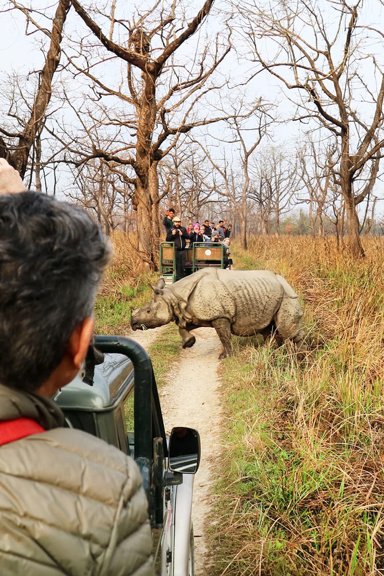 Jungle Safari Adventures in Nepal